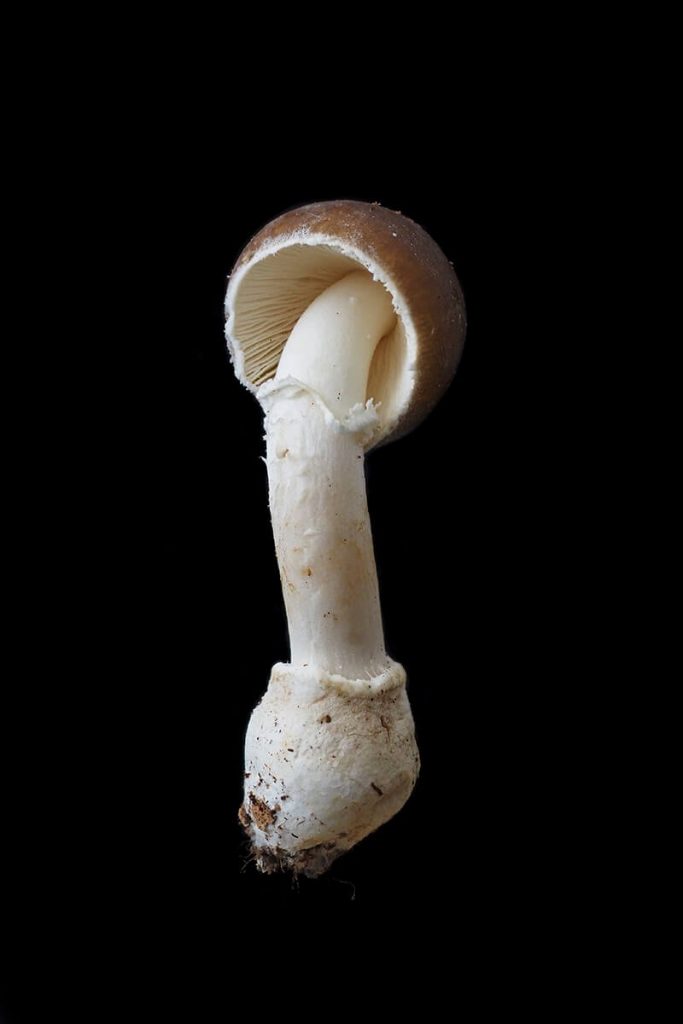 Pluteus Cervinus
